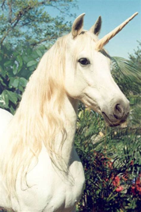 Antalya’da özgürlüğün sembolü Yılkı atları